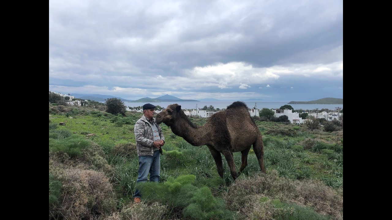 Bodrum'un Develeri - Bilge Deveci