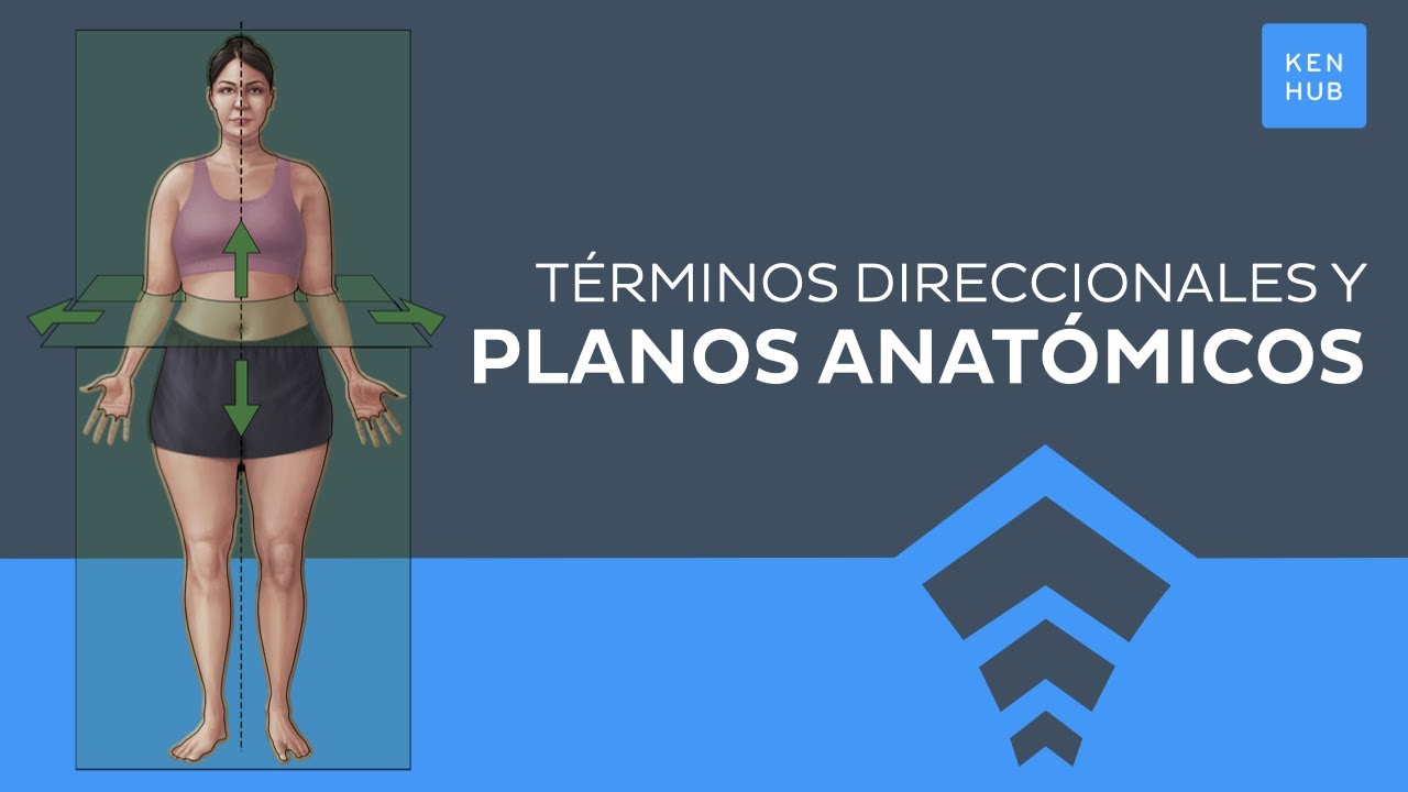 Posición anatómica, términos direccionales y planos anatómicos - Anatomía Humana | Kenhub