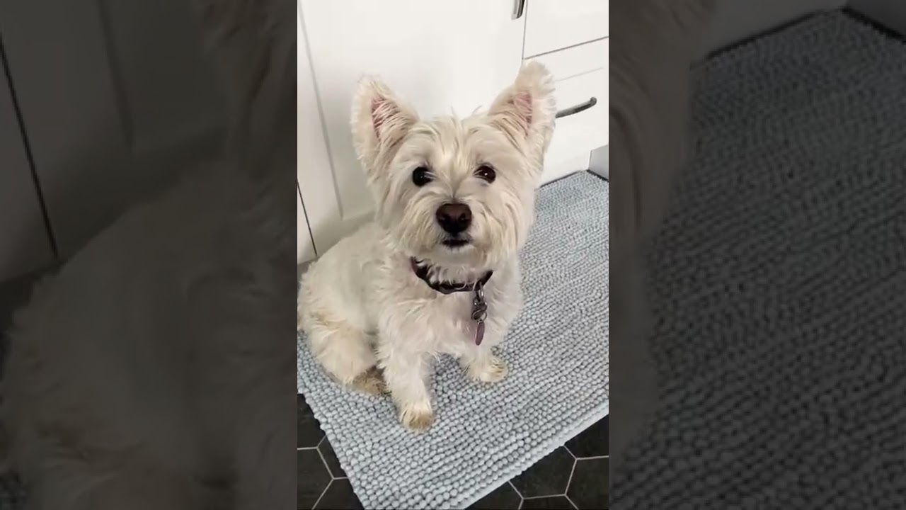 Cute Little Westie Dog