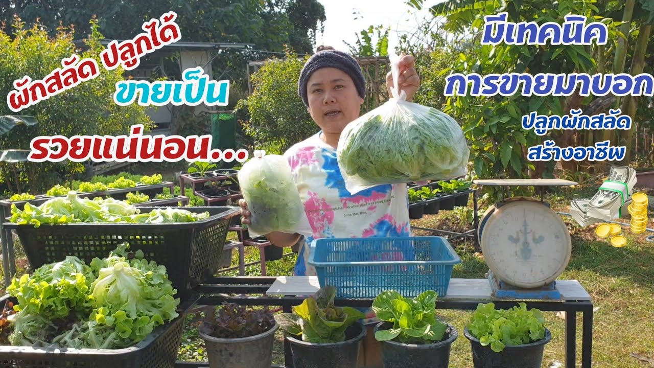 ปลูกผักสลัดสร้างอาชีพ ปลูกง่าย ขายง่าย ราคาดีตลอดทั้งปี ปลูกได้ทุกฤดูกาลทุกจังหวัด หมูอ้วนชวนทำเกษตร