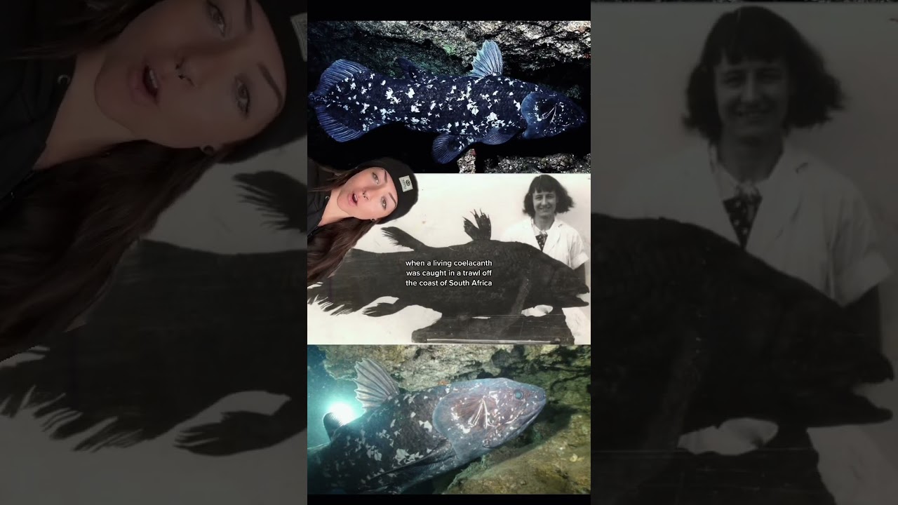 the &ldquo;living fossil&rdquo;