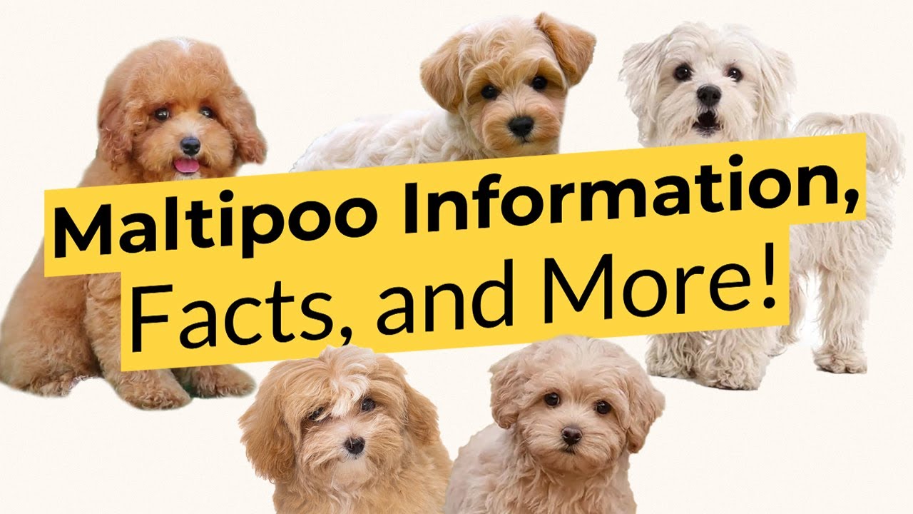 Информация, факты и многое другое о мальтипу! 🐶📃🦴