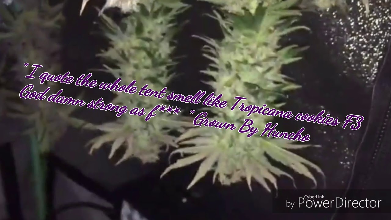 Tropicana cookies F3 Harvest🍪🍇🍊💪🏿🙏🏿👊🏿