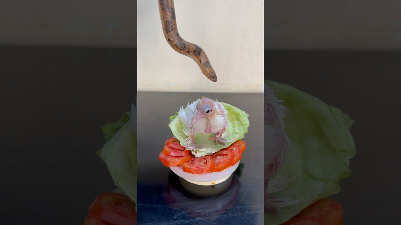 Snake Rescue P-2 #shorts #shortvideo #viral #rescue #snakerescue