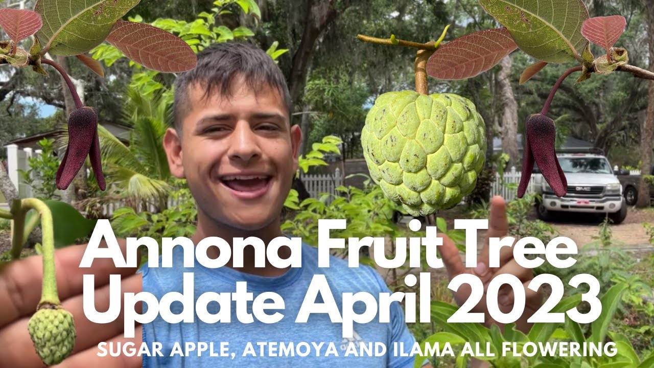 Sugar apple, Atemoya, Cherilata, Ilama Annona Fruit Tree Update April 2023