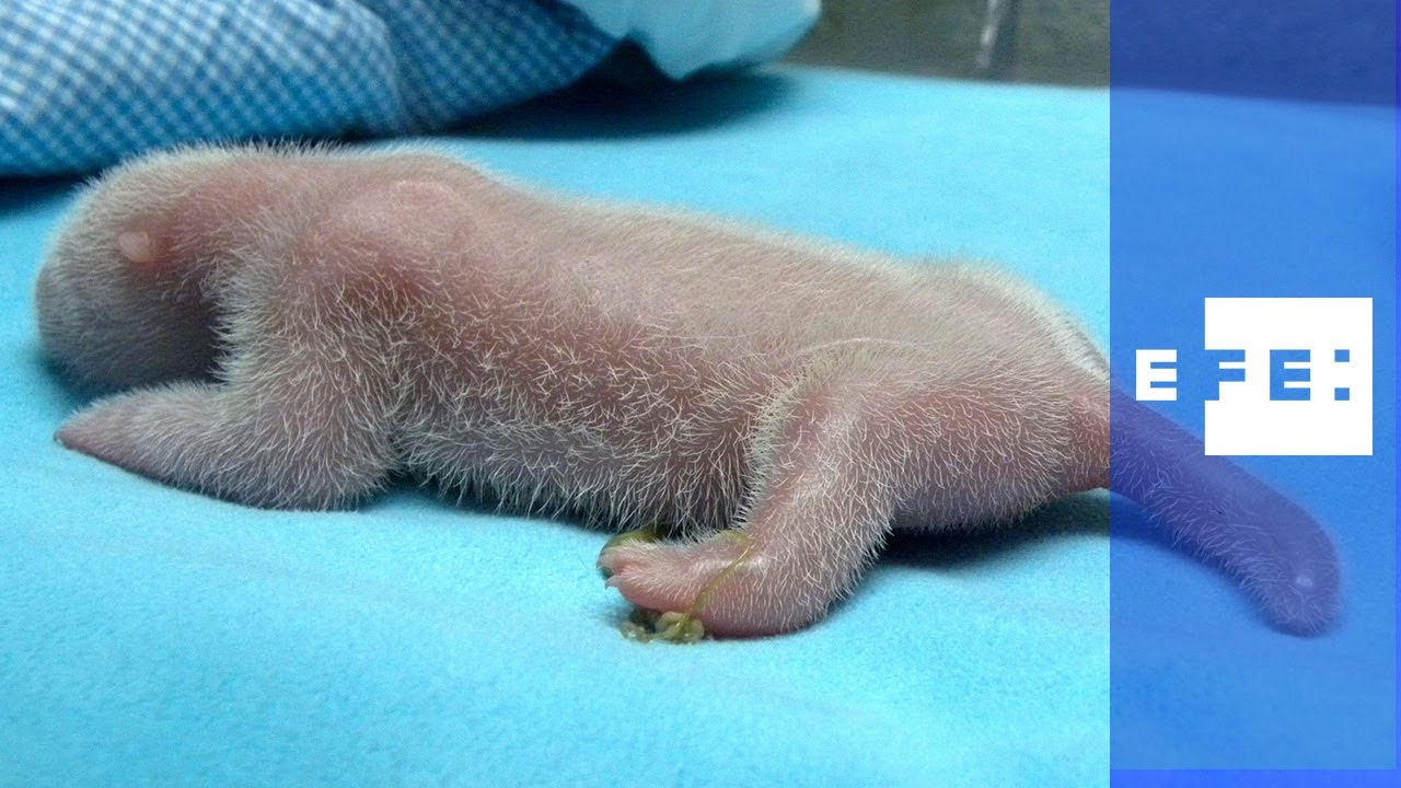 Chillón, grande y rosado, el nuevo oso panda madrileño es muy vital
