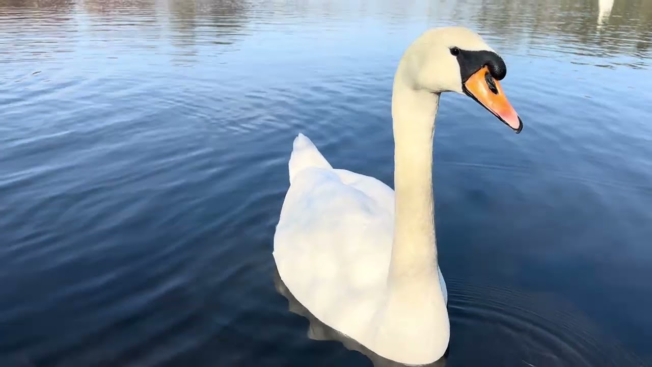 Christianshavn, Copenhagen, Denmark. #swan #swans 