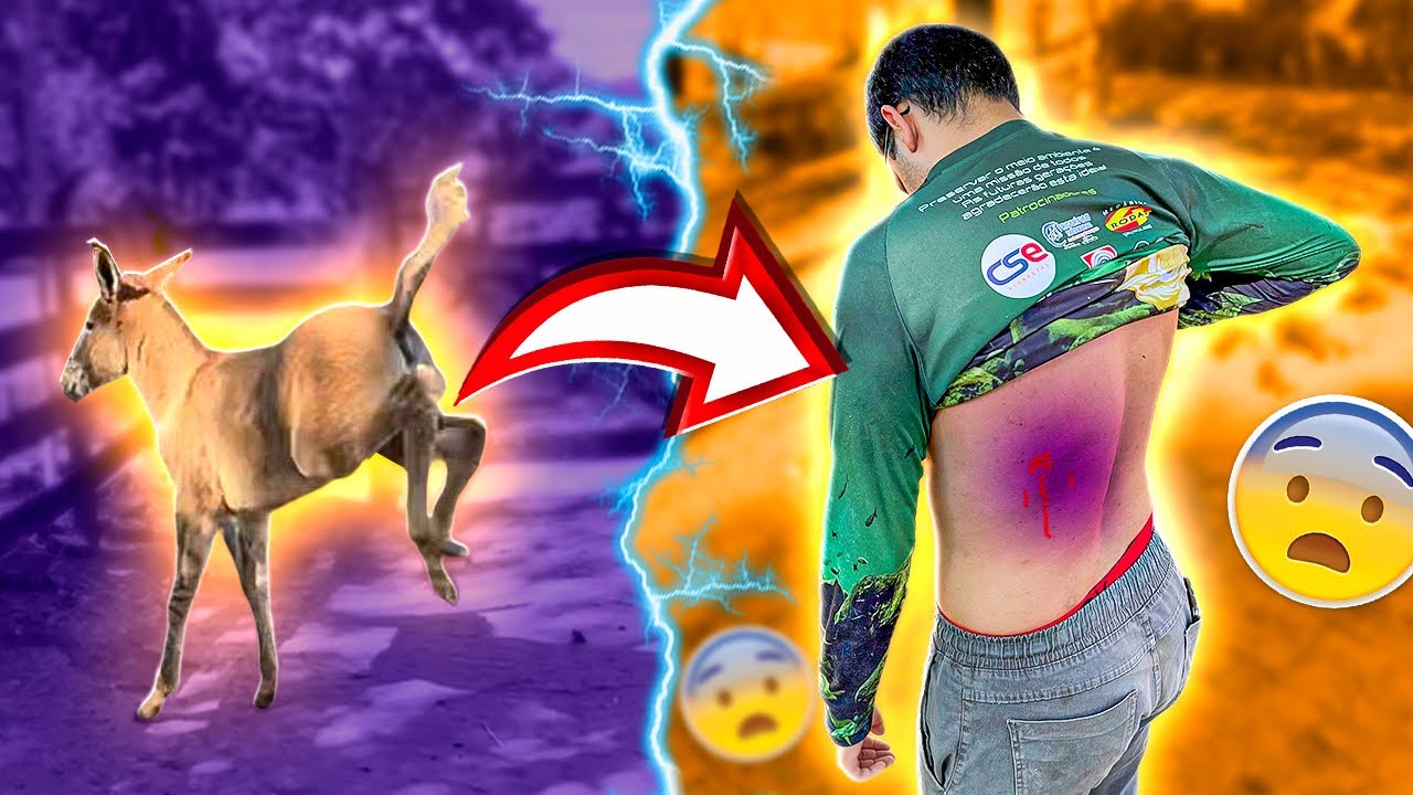 BURRO BRAVO MACHUCOU o PEÃO 😱