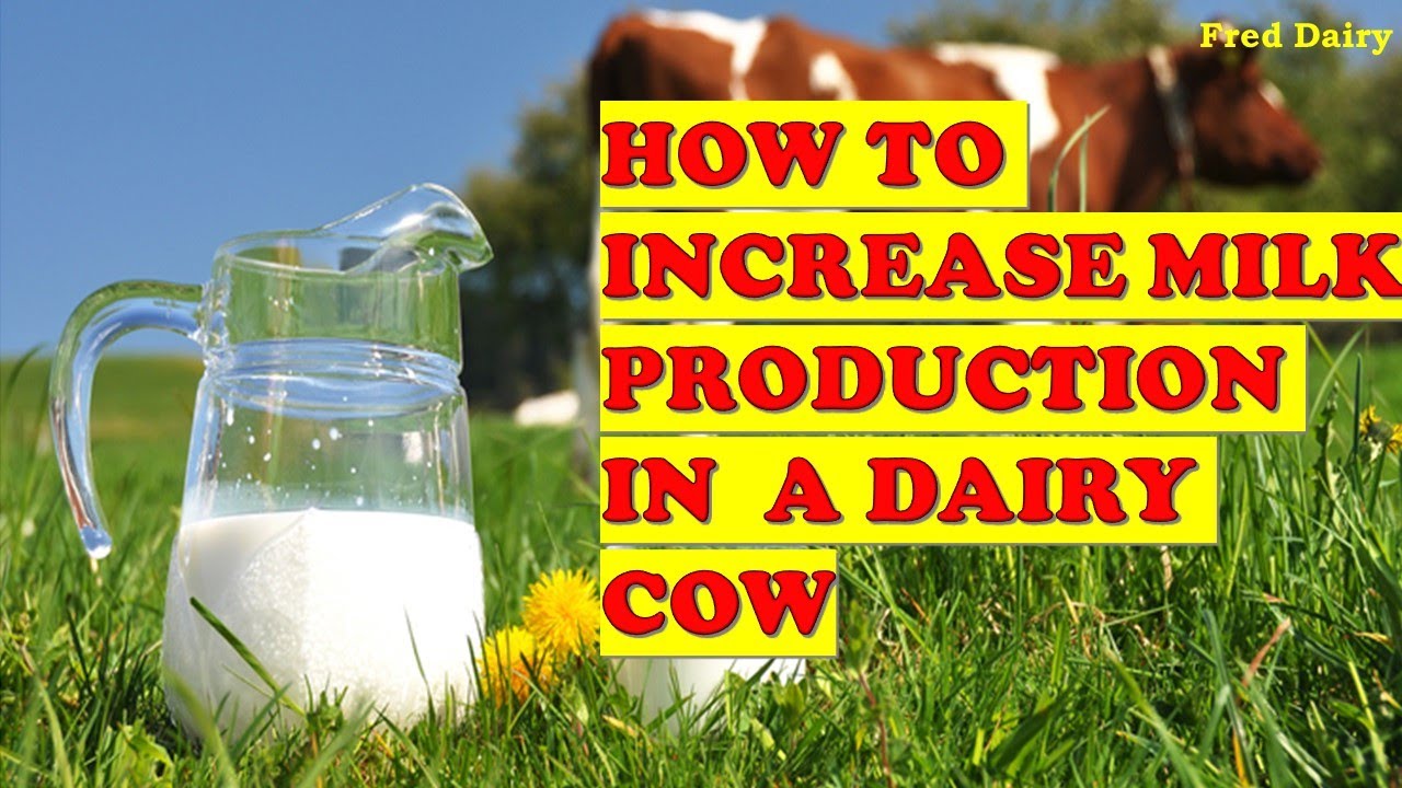 HOW TO INCREASE MILK PRODUCTION FROM A COW.