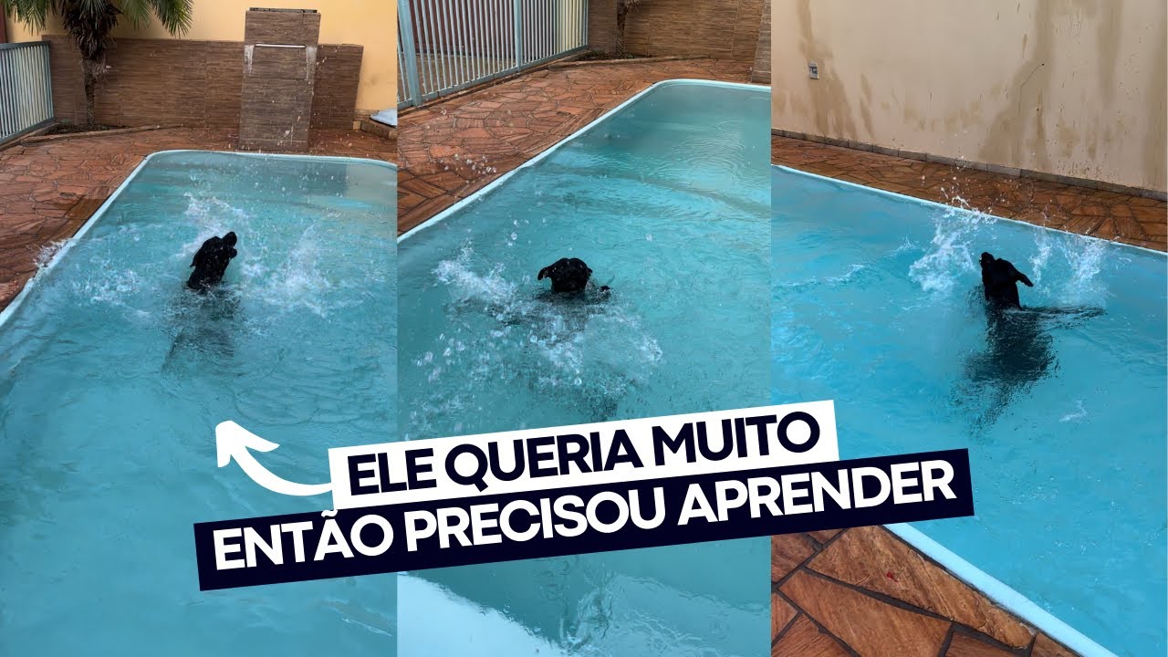 O SONHO do meu Pitbull era NADAR, mas ele NÃO sabia 😢 Superação | Acredite nos seus sonhos ❤️