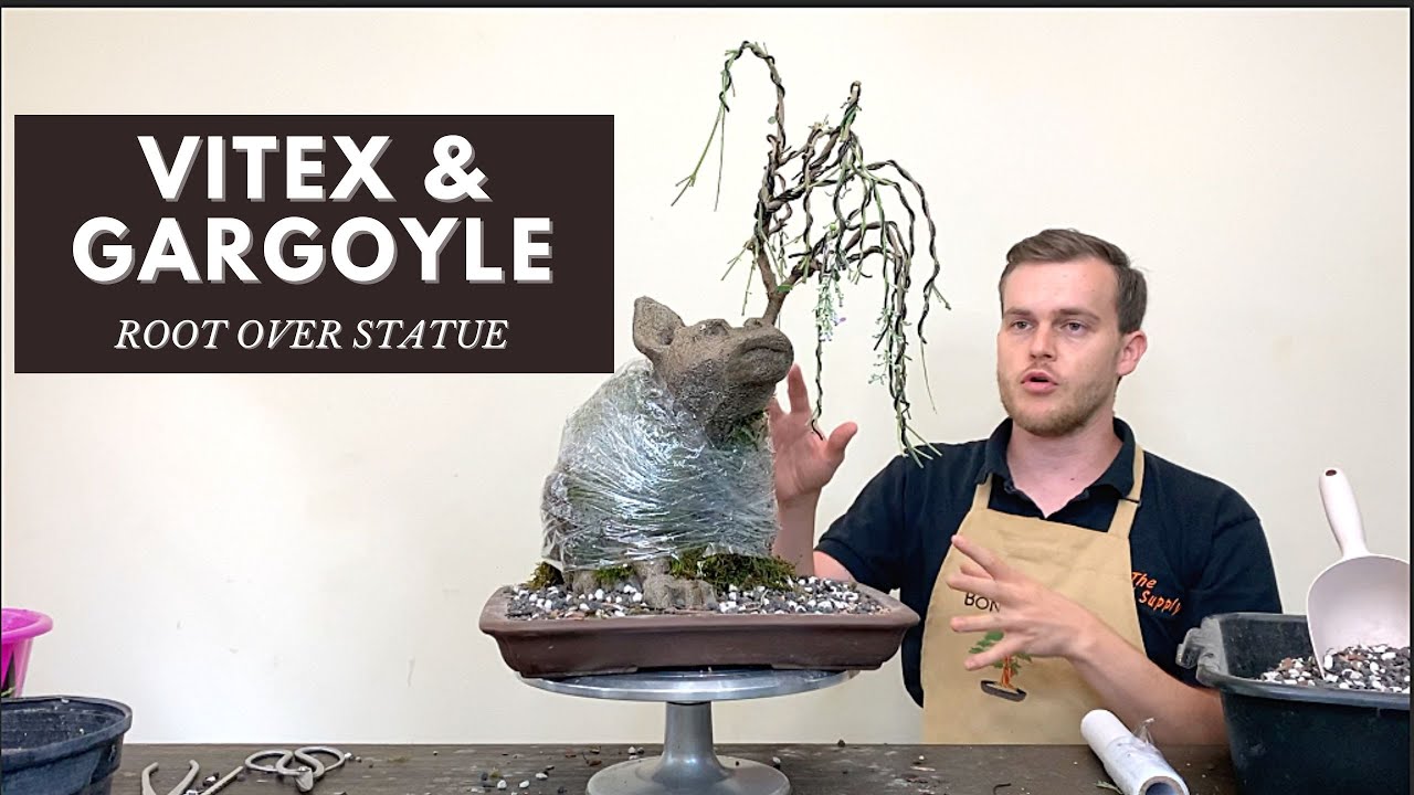 Creating a Root over Statue with a Vitex and a Gargoyle | The Bonsai Supply