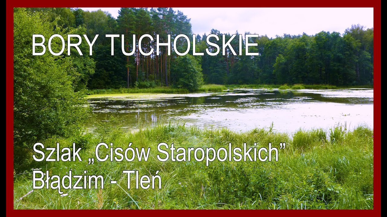 🇵🇱 Бори Тухольские • Тропа «Старый польский тис»