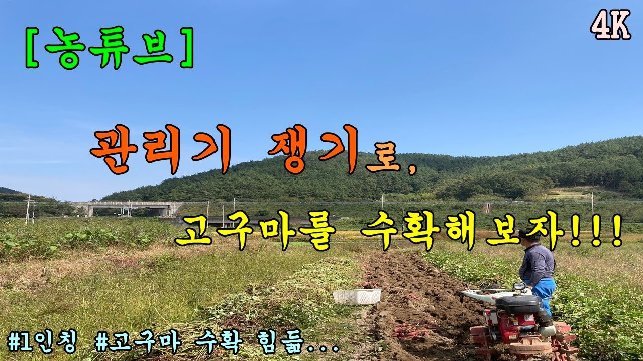 [농튜브]-1인칭,4K 고구마를 수확해 보자! (관리기 쟁기로 수확하기)