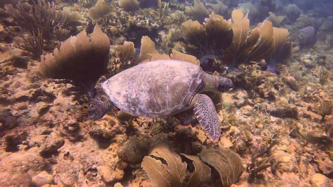 Bonaire Turtle City2