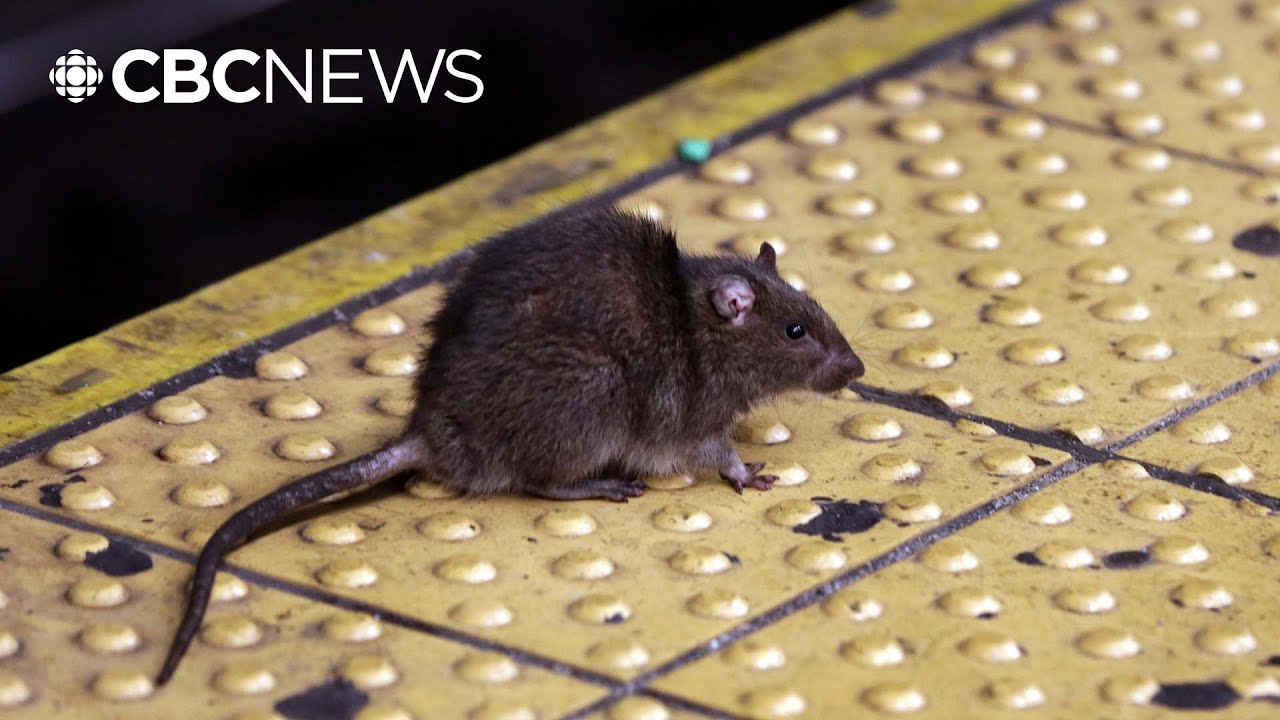 How a warming climate could threaten Alberta's rat-free status