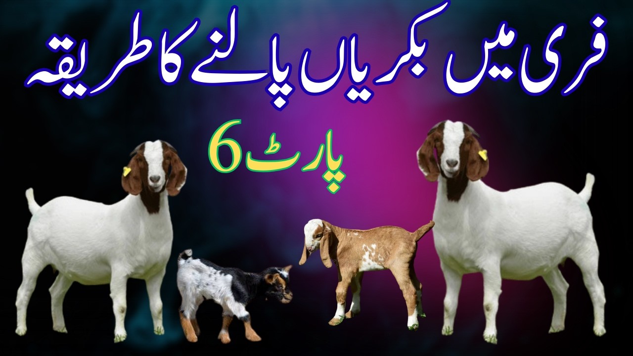 Goat farming information bakri farming mukammal maloomat HaroonAbad Goat farm 