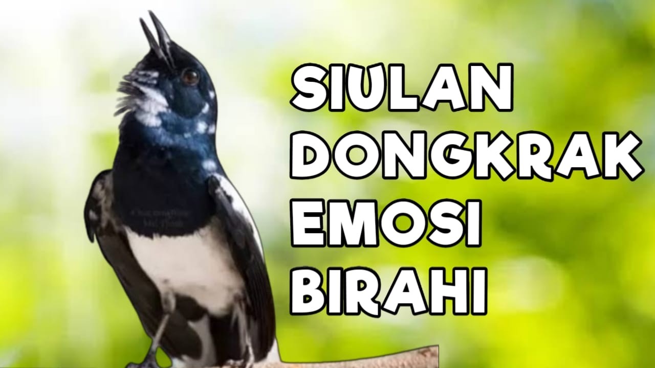 TERAPI KACER GACOR INI AMPUH ATASI KACER MACET BUNYI LANGSUNG NYAUT EMOSI BUKA EKOR