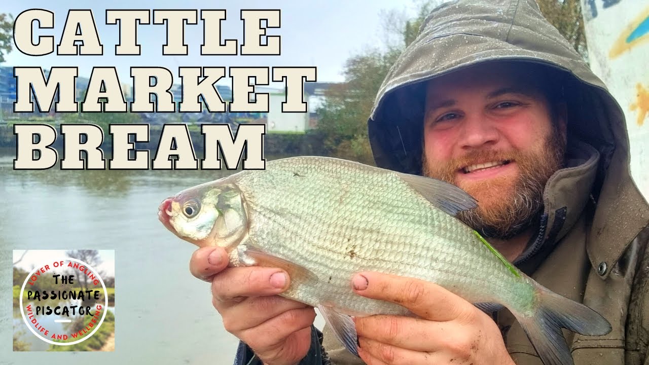 Cattle Market Bream - Bristol Feeder Canal