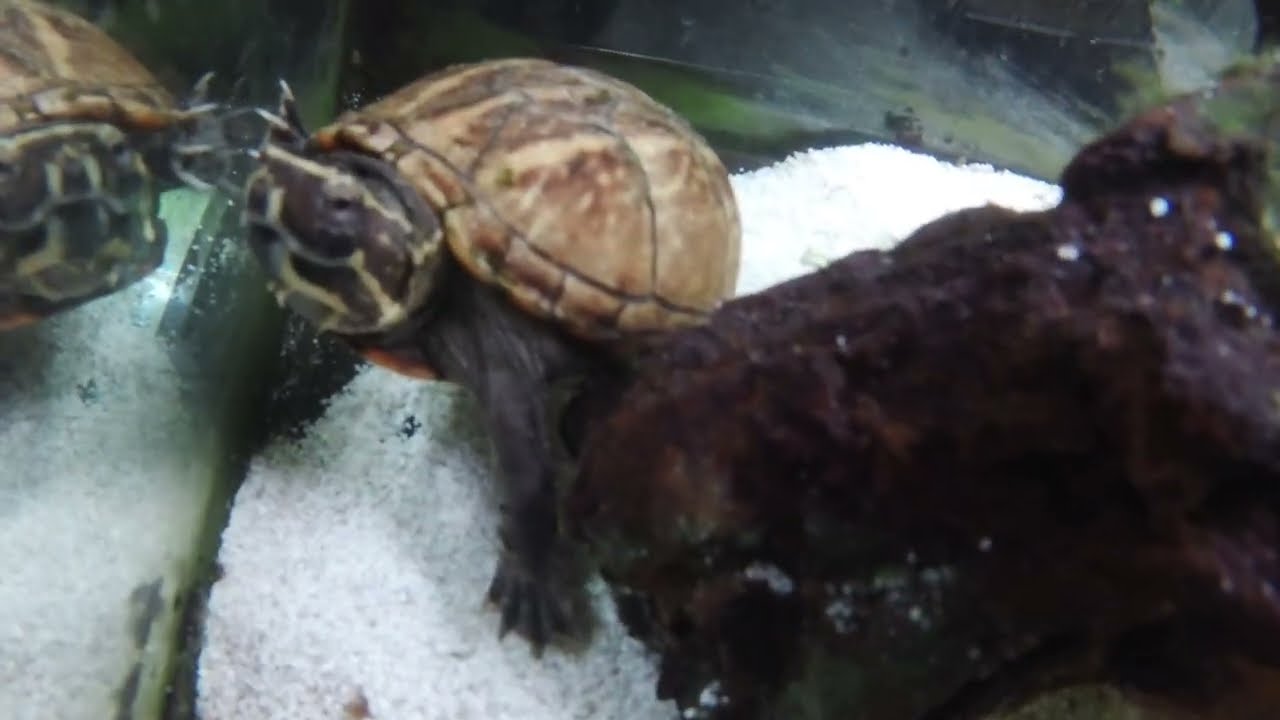 3-Striped Mud turtle community aquarium