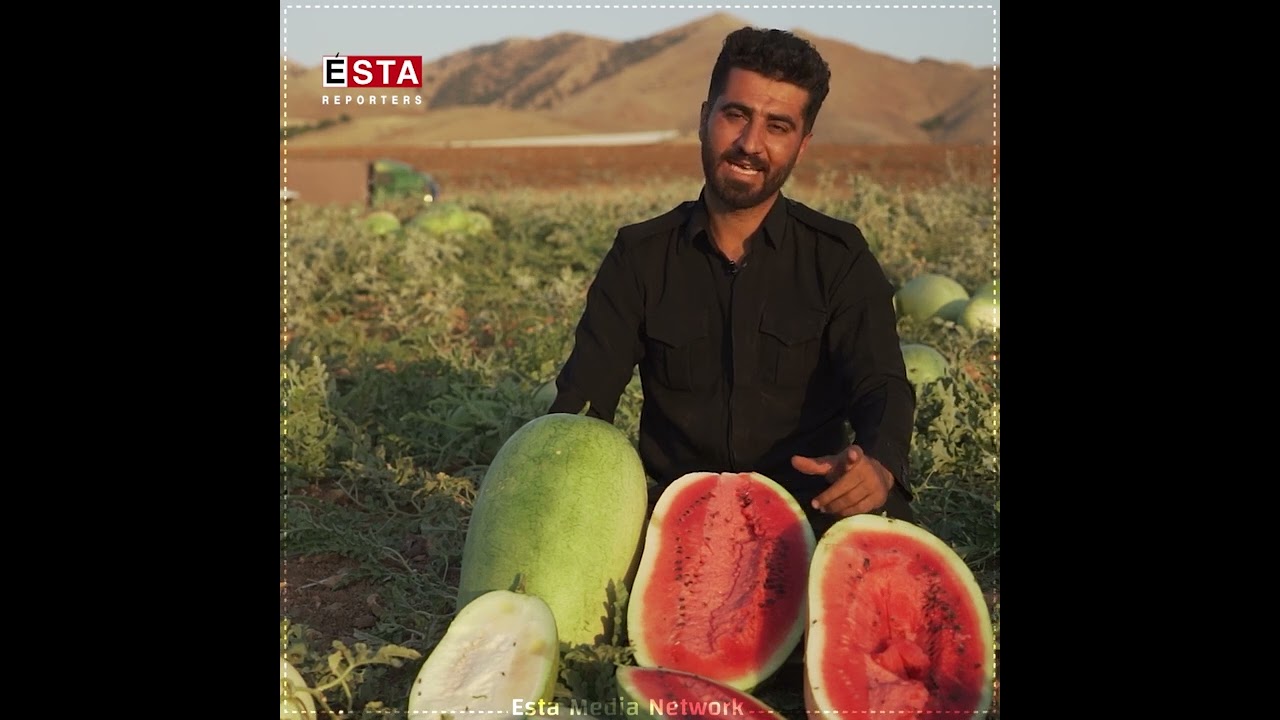 لە هەڵەبجە باشترین جۆری شوتی بەرهەمدەهێنرێت
