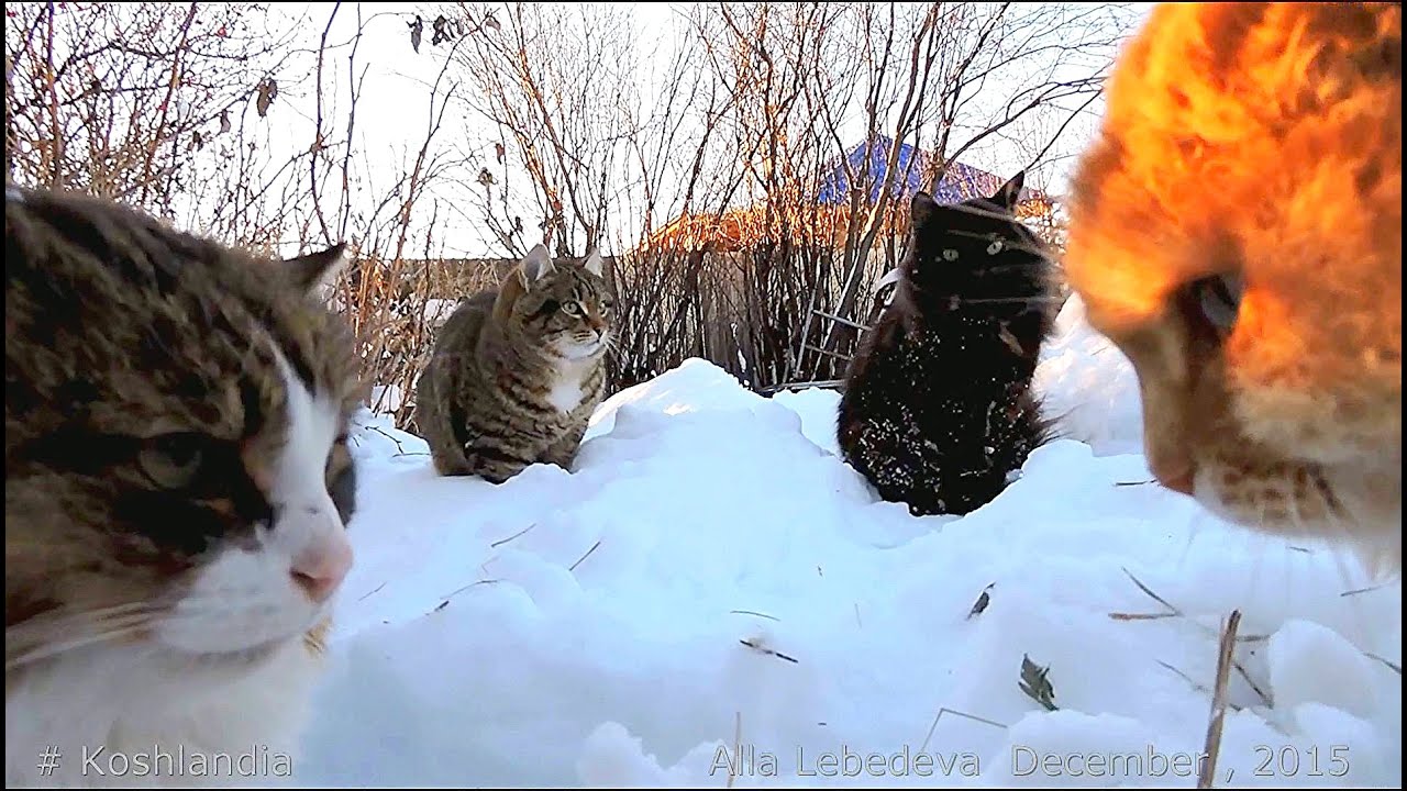 The duo of two cats , Siberian farm cats, 11 cats, Koshlandia, Дуэт двух котов Пух и Лапыч
