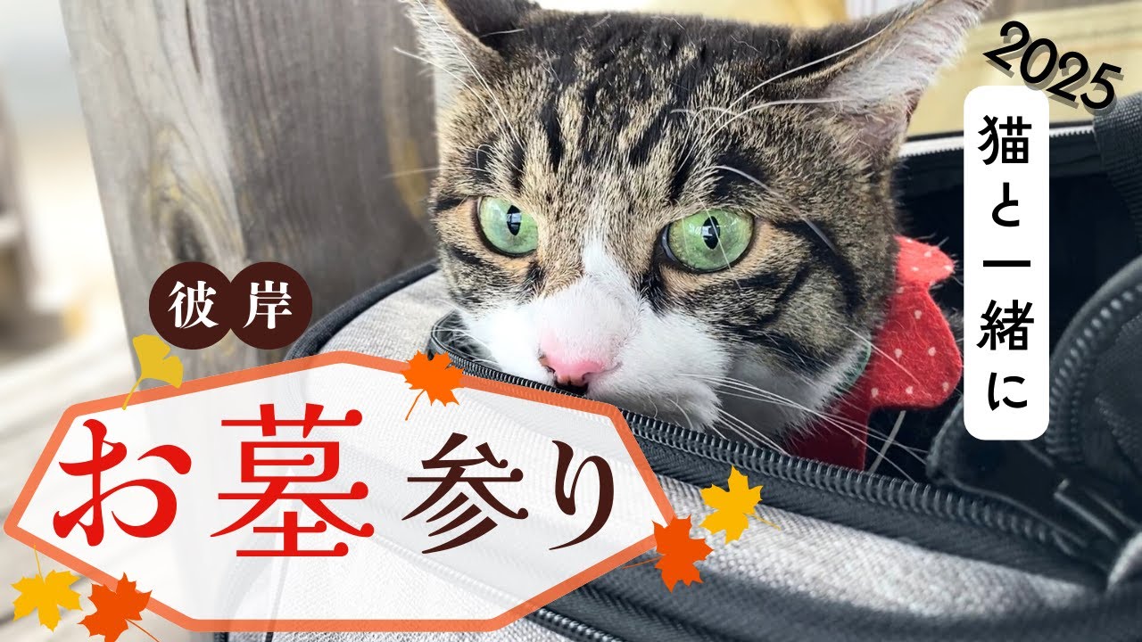 愛猫とお墓参り