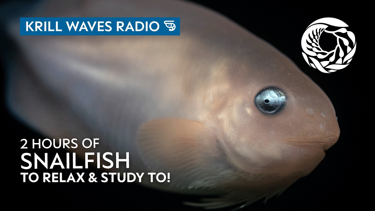 2 Hours of Snailfish to Relax/Study To | Lofi Hip Hop | Monterey Bay Aquarium Krill Waves Radio