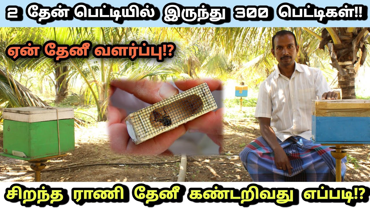 1000 தொழிலில் இருந்தாலும் ஏன் தேனீ வளர்ப்பு!? | Queen bee selection | Italian honey farm in tamil |