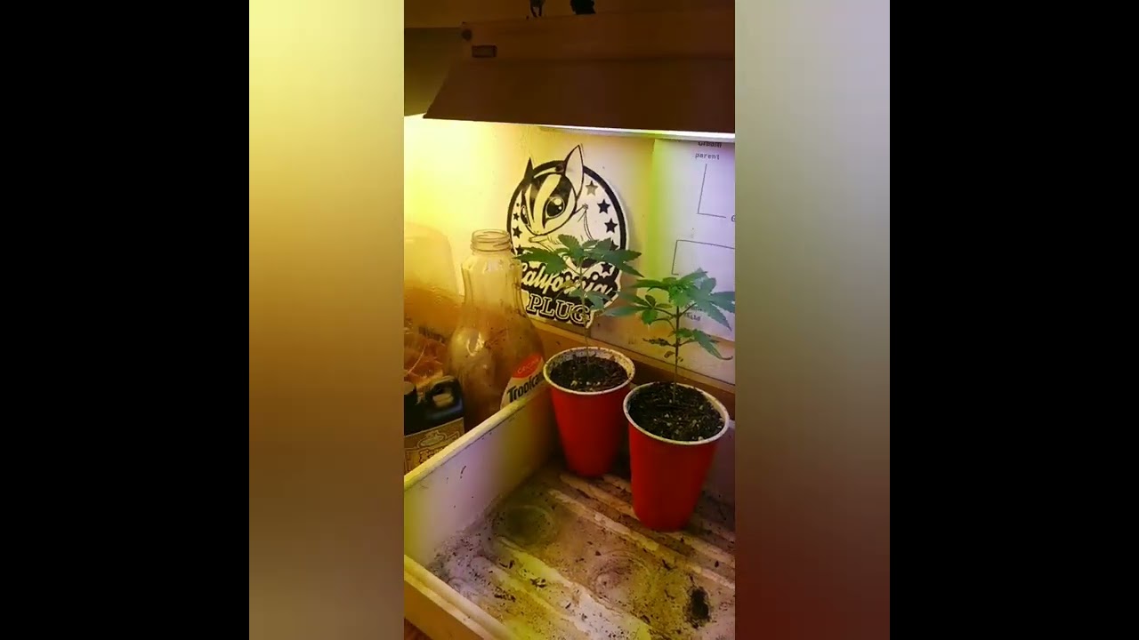 Budtender