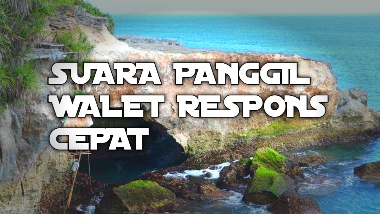 Viral! Suara Panggil Walet Respons Cepat