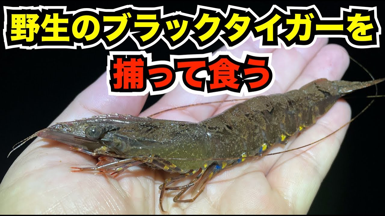 『野生のブラックタイガー』を日本で捕まえて食べてみよう