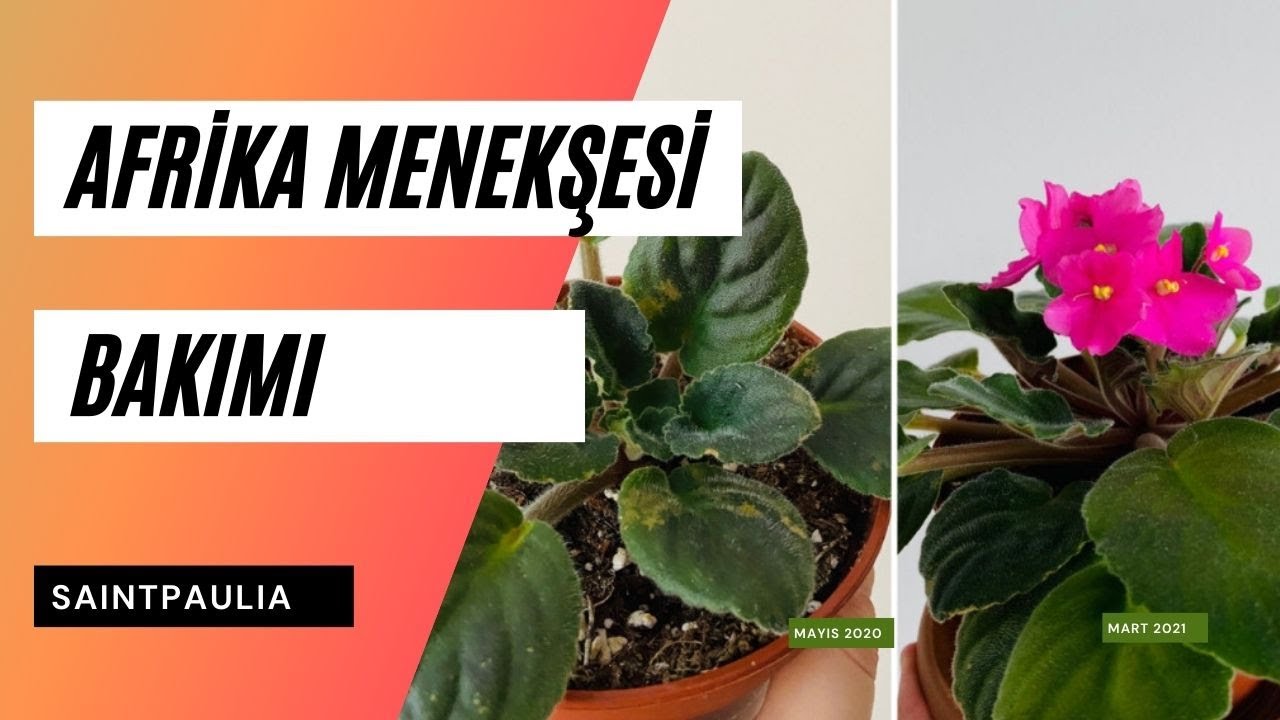 Afrika Menekşesi Bakımı 🍃 Çiçek Açtırma, Sulama, Toprak, Işık