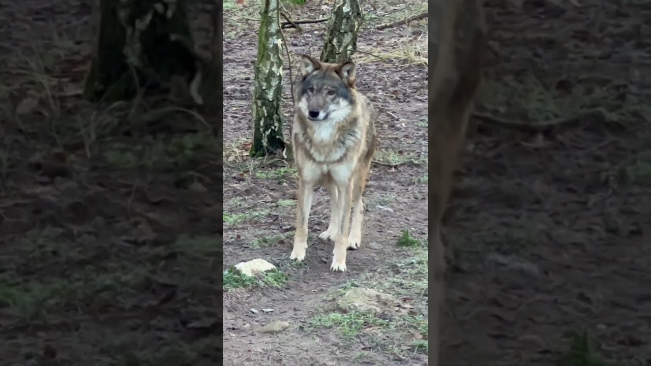 Ты точно волк? Видео расскажет. #рекомендации #животные #animals #fyp #fun