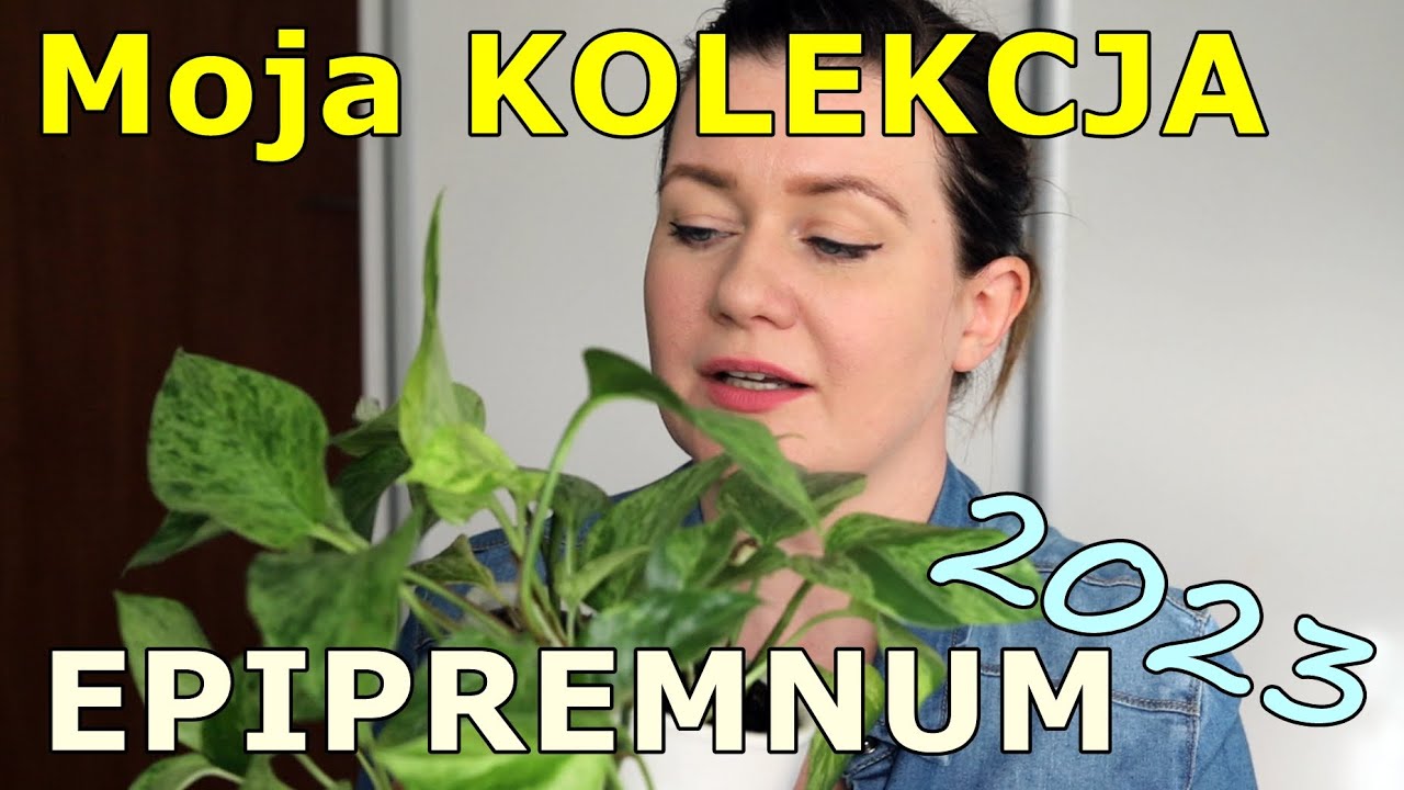 16 odmian Epipremnum, czyli moja kolekcja epi 2023
