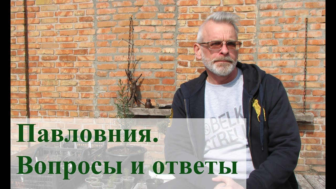 Павловния.  Вопросы и ответы