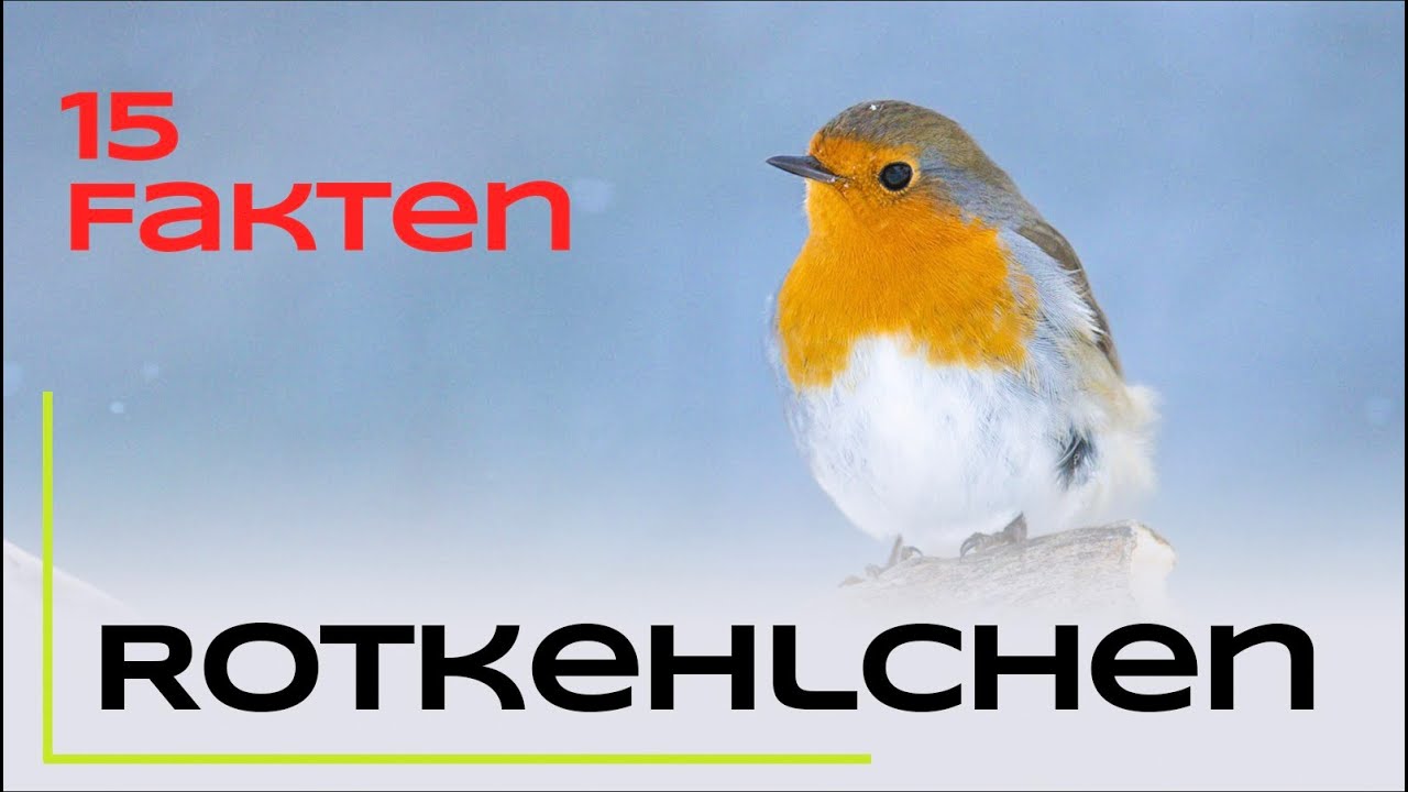 Das Rotkehlchen - 15 spannende Fakten