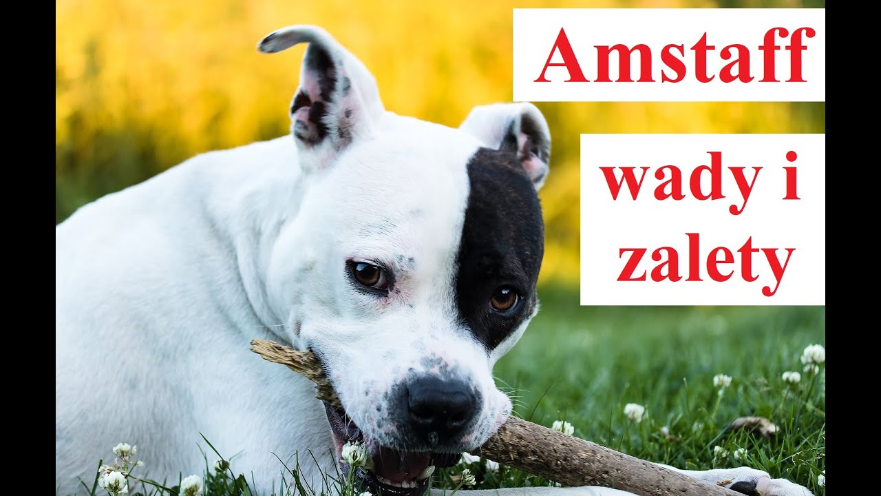 AMSTAFF - Wady i Zalety