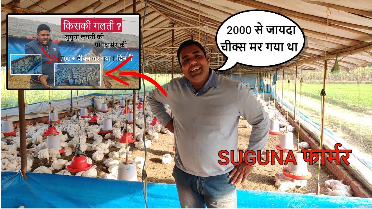 SUGUNA कंपनी का 2000 से जायदा बच्चा मर गया था। फिर भी हार नहीं मानी। #poultrykishaan