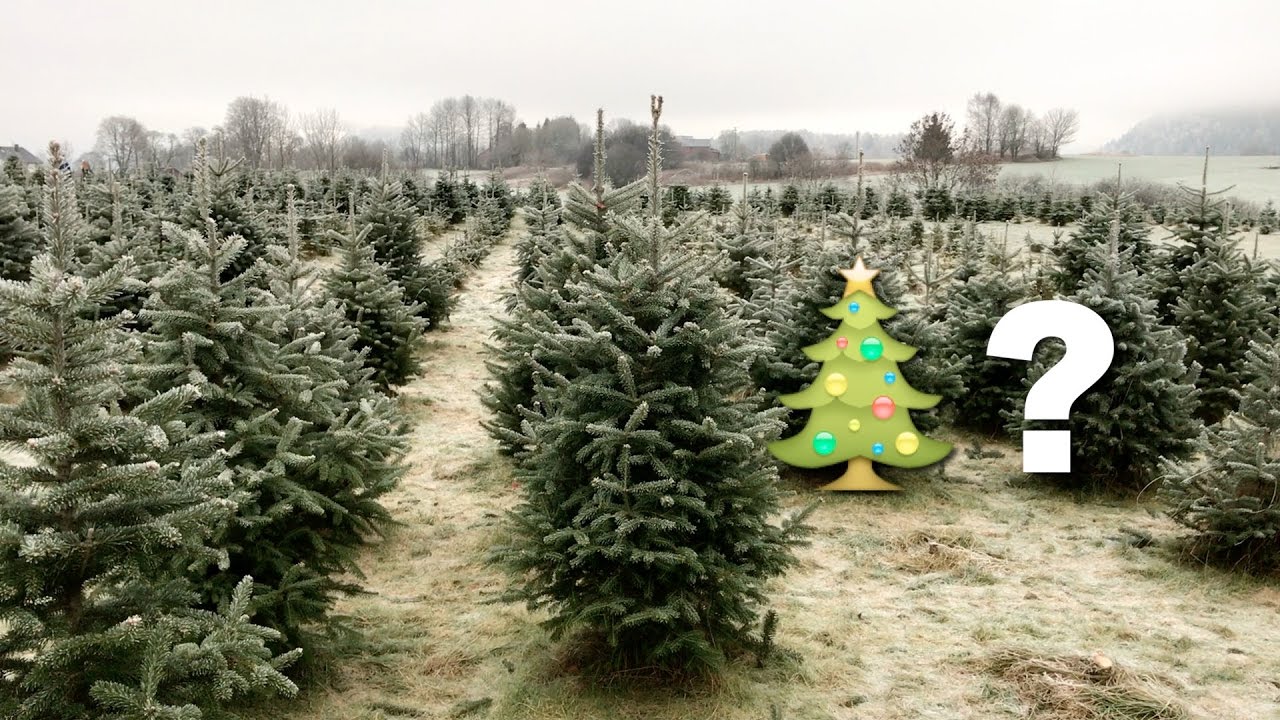 Why do we have Christmas trees? - December 24 (Advent Calendar)