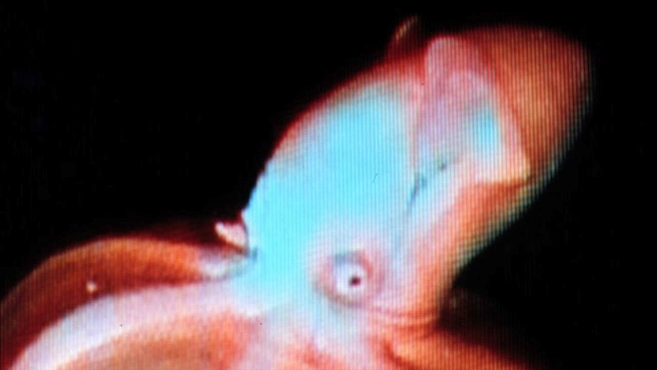 10 More Deep Ocean Creatures Found by ROVs Near Virginia