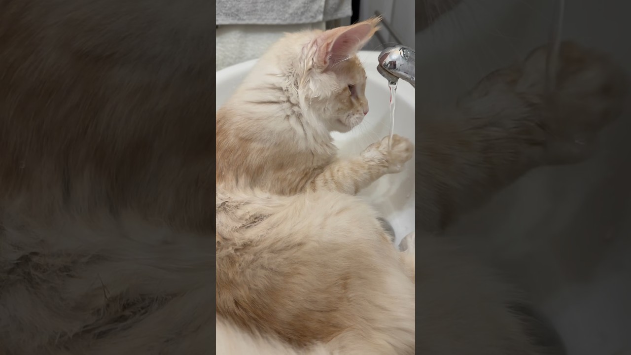 I Love water so much! The Maine Coon kitten😂#shorts #funnykittens #funnycats #catvideos