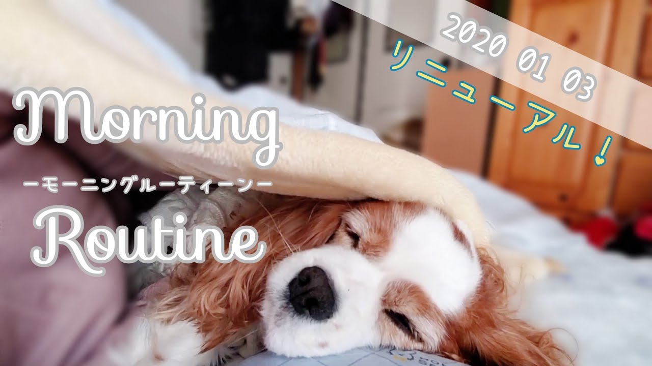 【ﾘﾆｭｰｱﾙ】キャバリア犬こむぎさんのモーニングルーティン！2020.01.03お正月の帰省旅行編♪