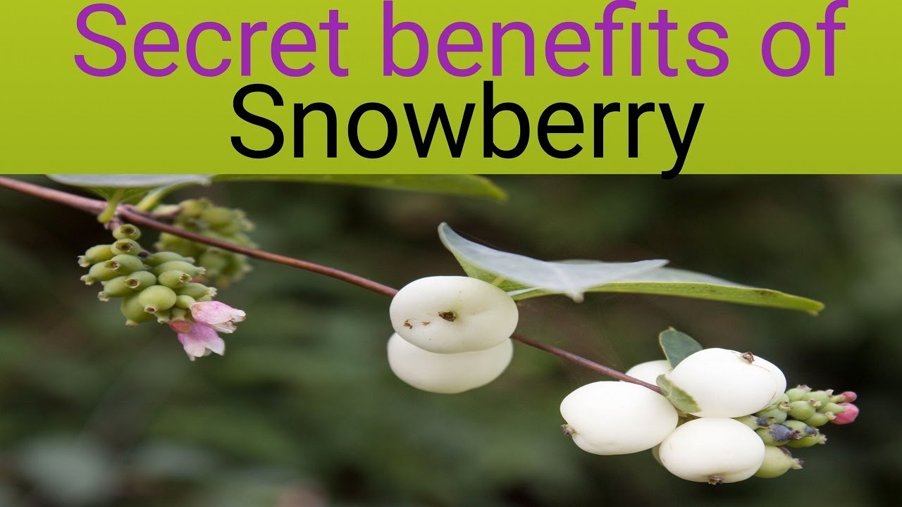 Secret Benefits of Snowberry