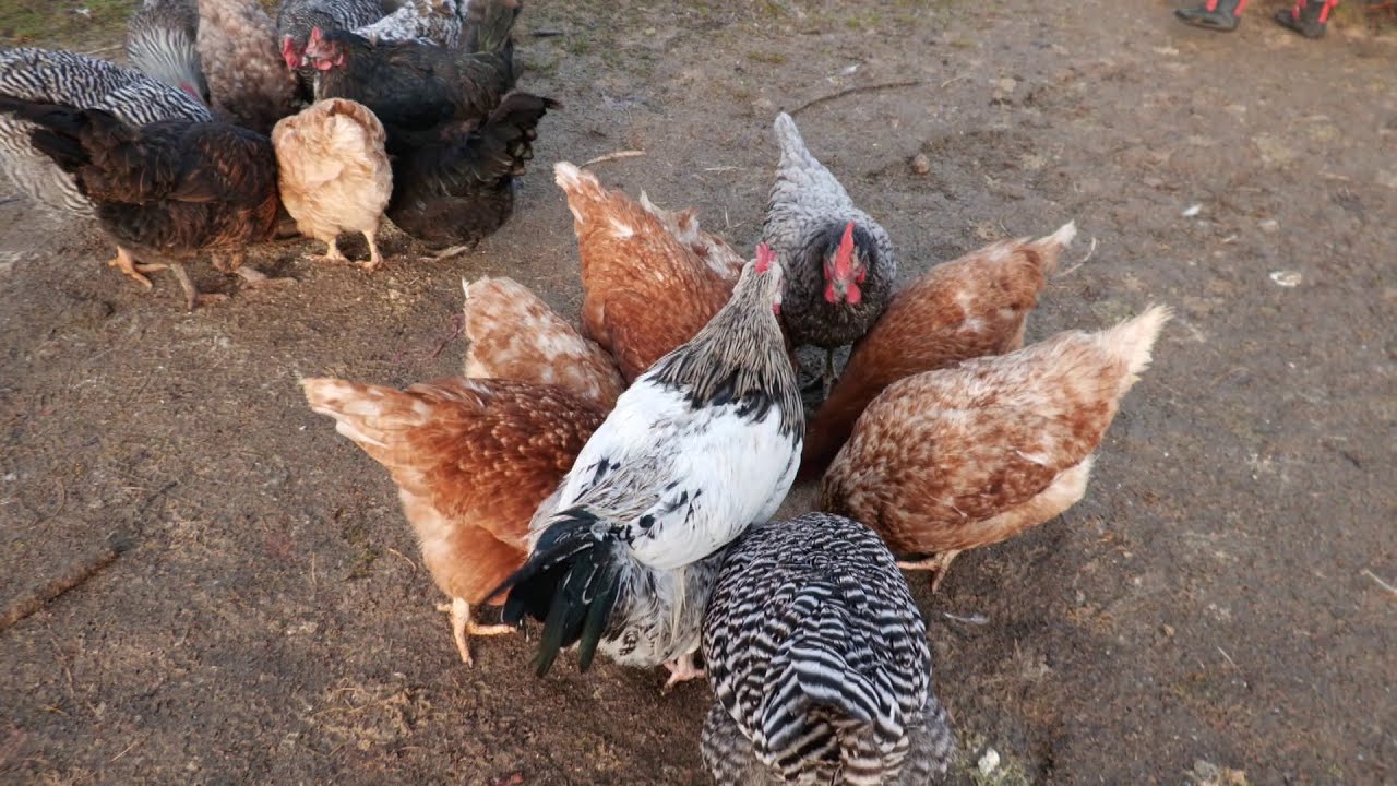 Zdražování vajec nutí Pražany hledat alternativy: Vznikají komunitní chovy slepic