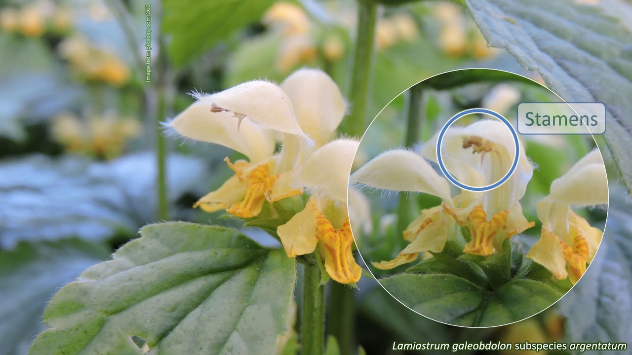 Lamiaceae - UK wildflowers - Five-minute families