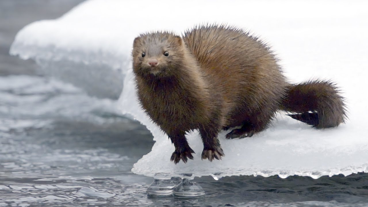 American Mink: Cinematic Wildlife Video