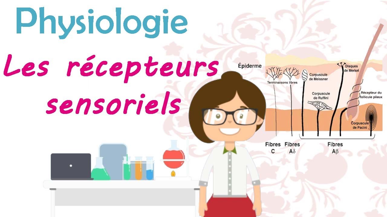 Physiologie | les r&eacute;cepteurs sensoriels - cours de 2 &egrave;me ann&eacute;e m&eacute;decine