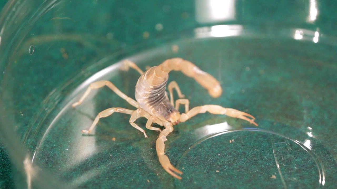 5 Desert Hairy Scorpion Facts & Tips | Pet Tarantulas