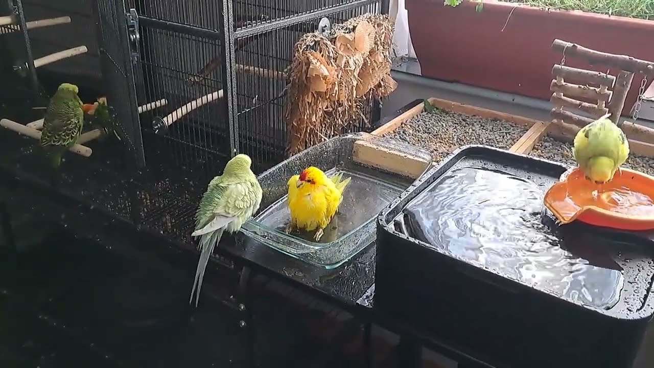 Absolute Bathing Mayhem