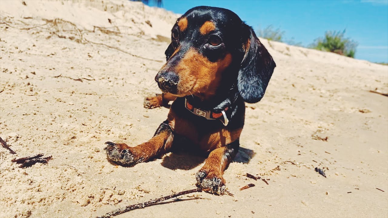 mini dachshunds go to the beach in the sunshine coast